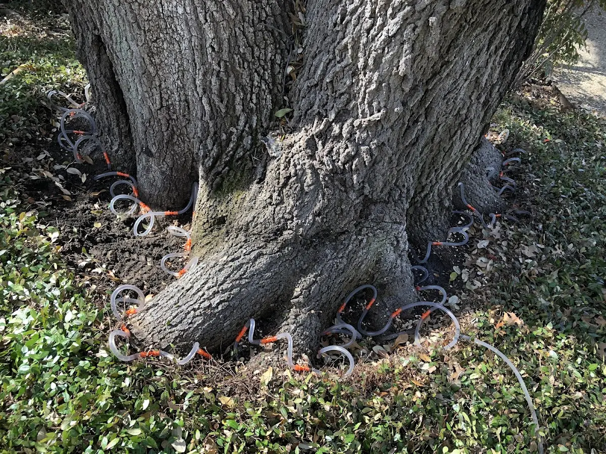 Detailed Tree Cabling and Bracing job site in Bethlehem